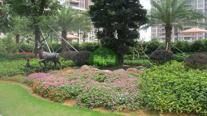 别墅花园植物批发：如何挑选高品质苗木？**