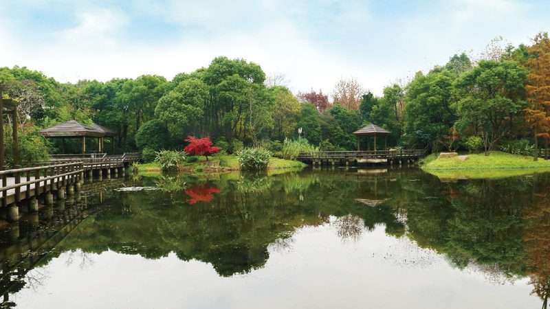 草坪铺设维护保养：关键步骤与常见误区