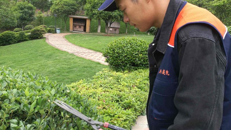 小区绿化灌木间距，如何科学规划？**