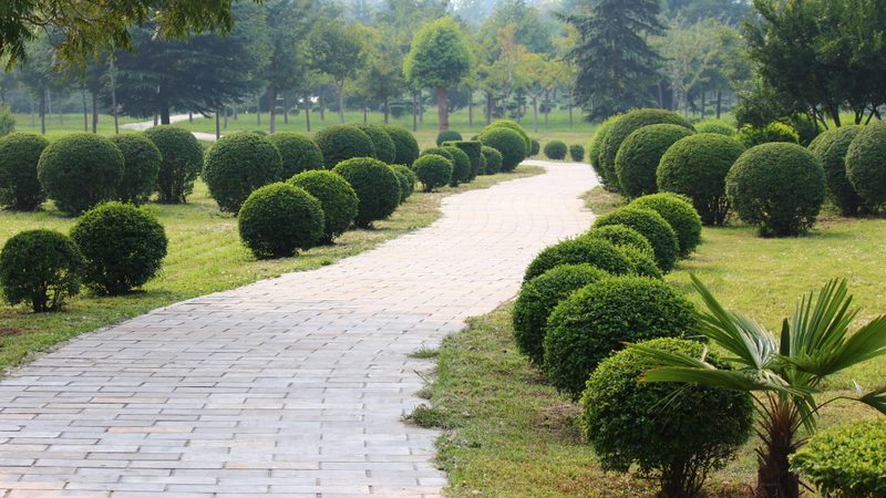 绿植租赁新趋势：耐阴植物种类全解析**