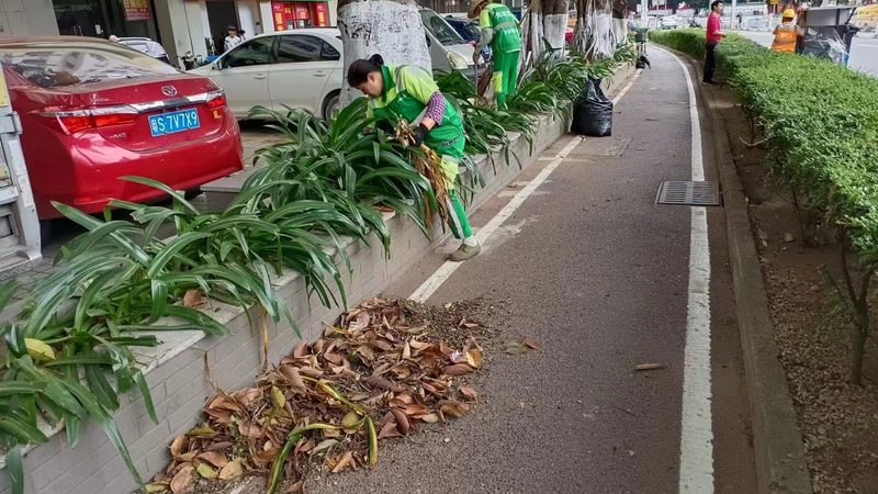 种对树，活一片林：苗木品种选择的核心逻辑