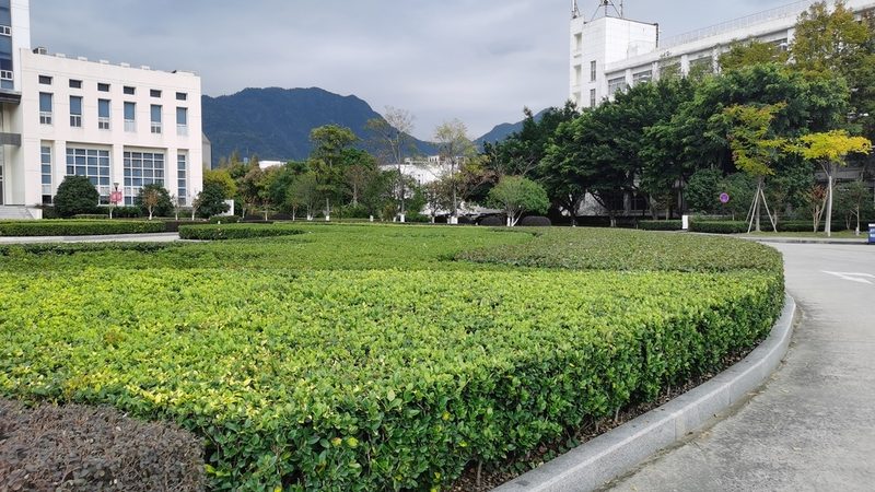 老旧小区绿化植物改造：如何提升城市绿色生活品质