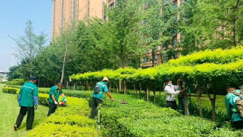 市政绿化养护费用：揭秘一平方背后的成本构成